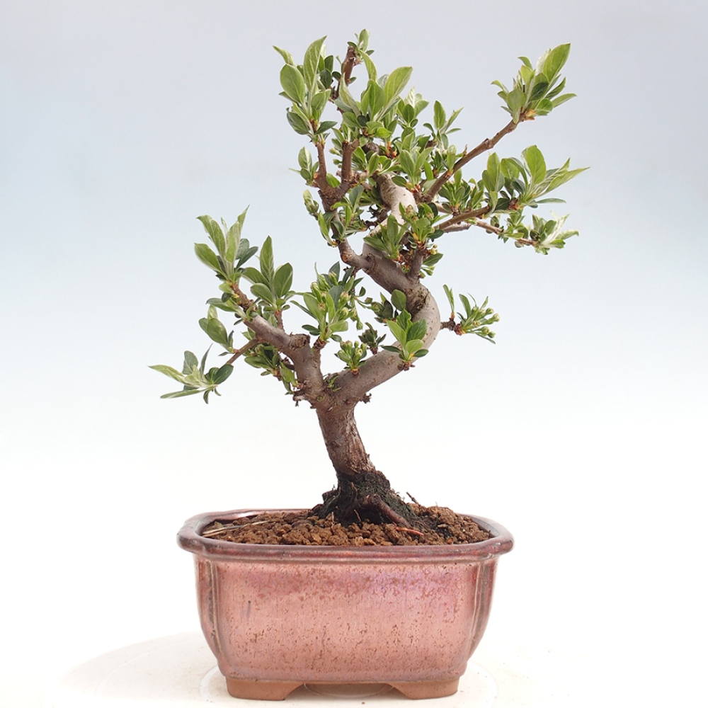 Bonsai da esterno - Malus sargentii - Melo a frutto piccolo
