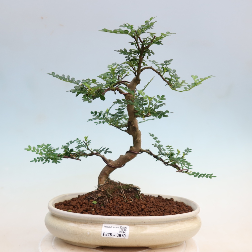 Camera bonsai - Zantoxylum piperitum - albero del pepe