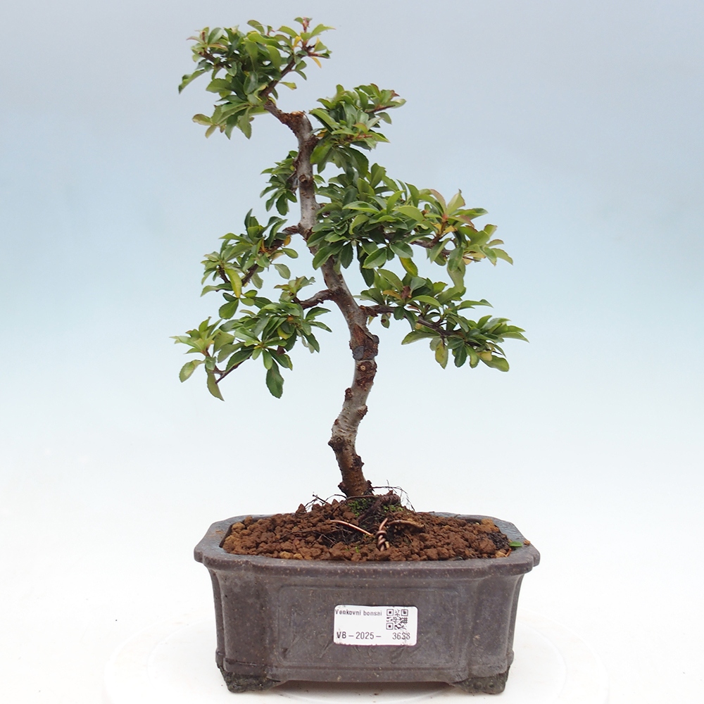 Bonsai da esterno-Pyracantha Teton -Hlox