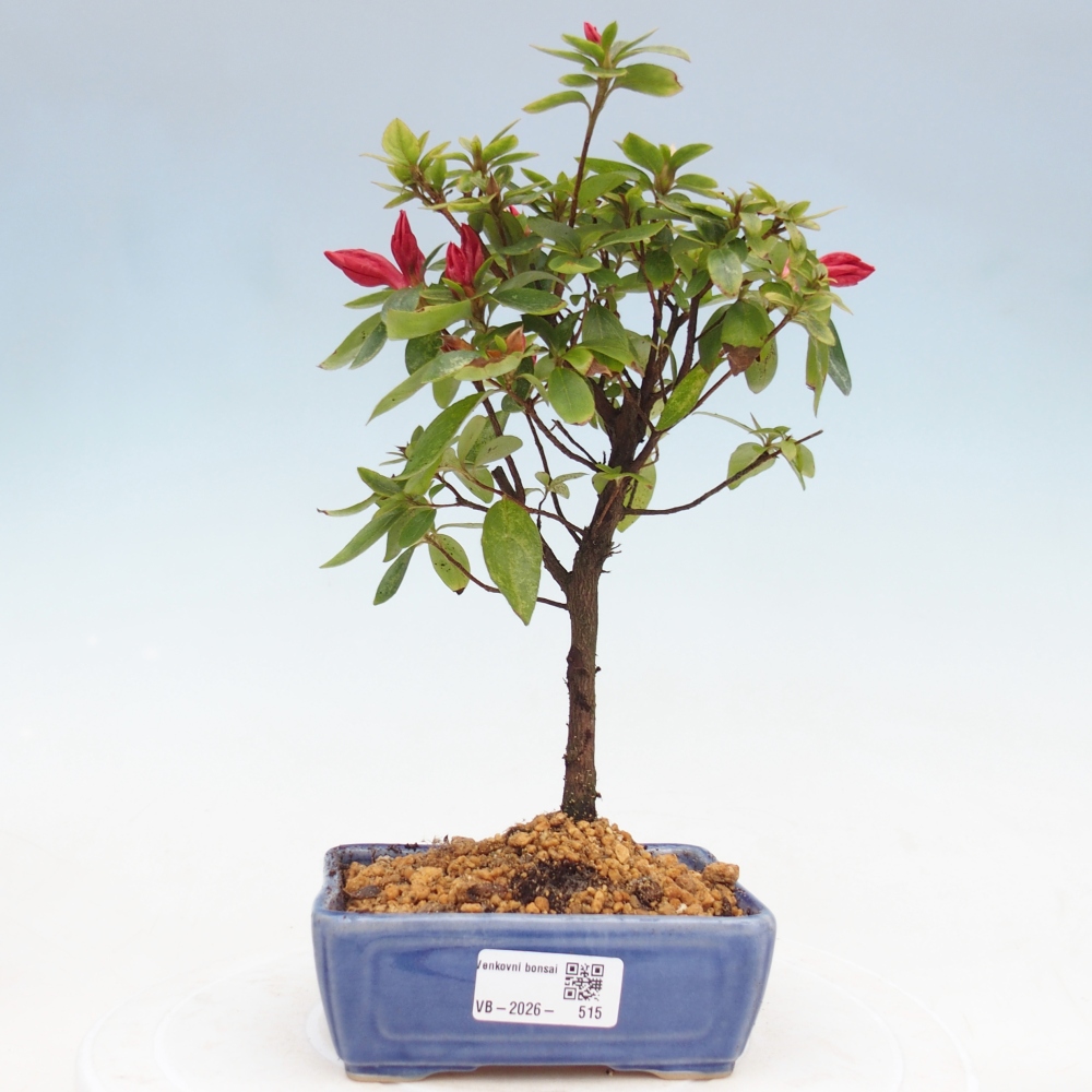 Bonsai da esterno - Azalea giapponese - Azalea sp.
