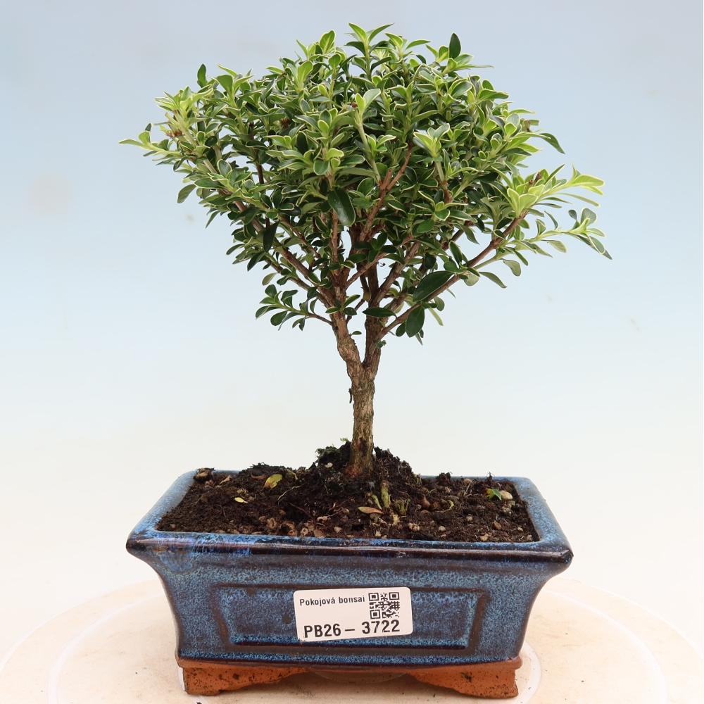 Camera bonsai - Serissa foetida Variegata - Albero delle mille stelle