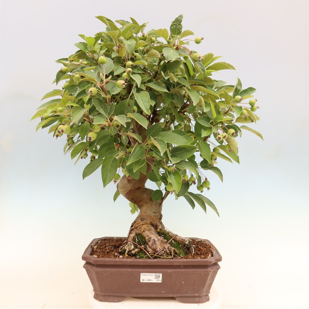 Bonsai da esterno -Malus halliana - Melo a frutto piccolo