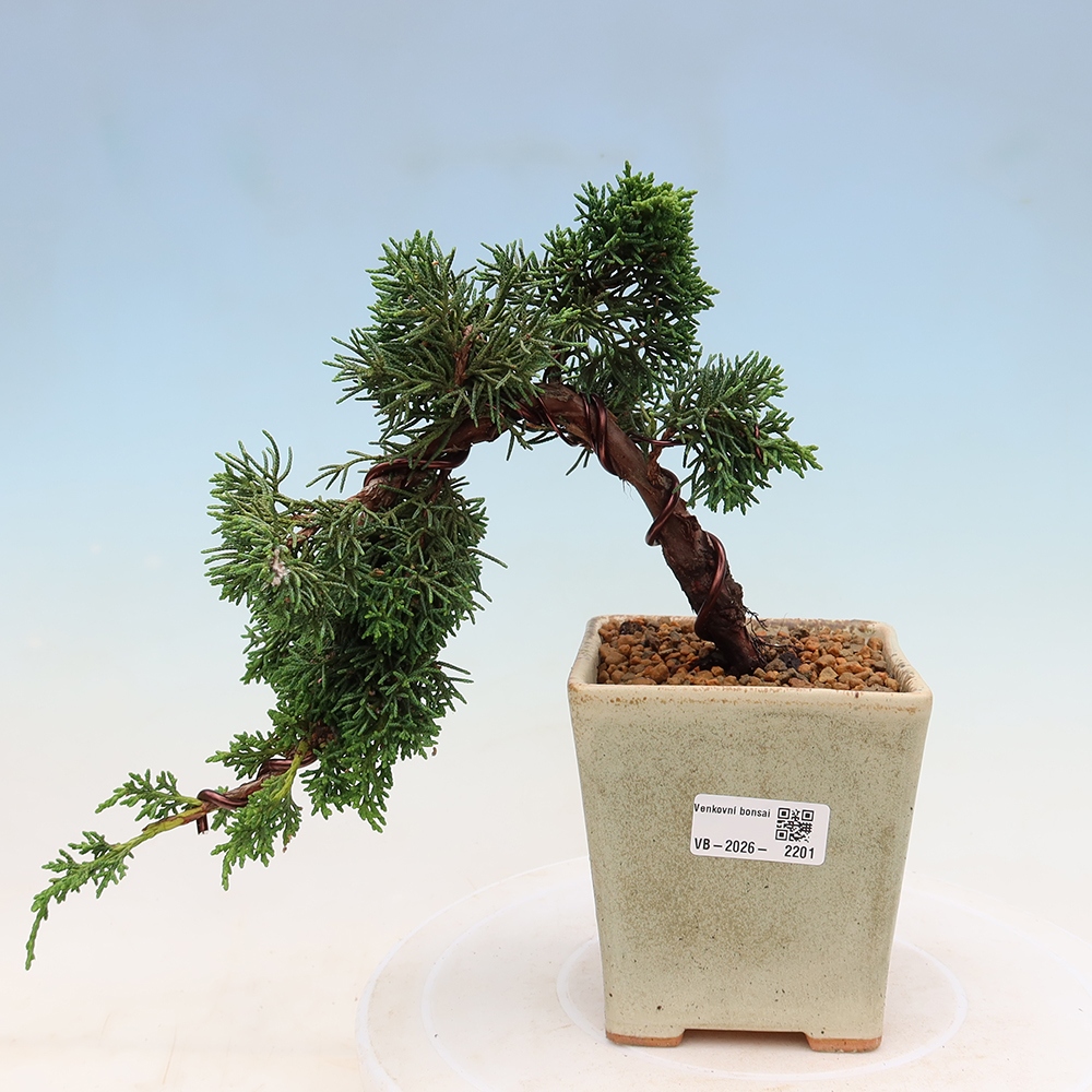 Bonsai da esterno - Juniperus chinensis Kishu