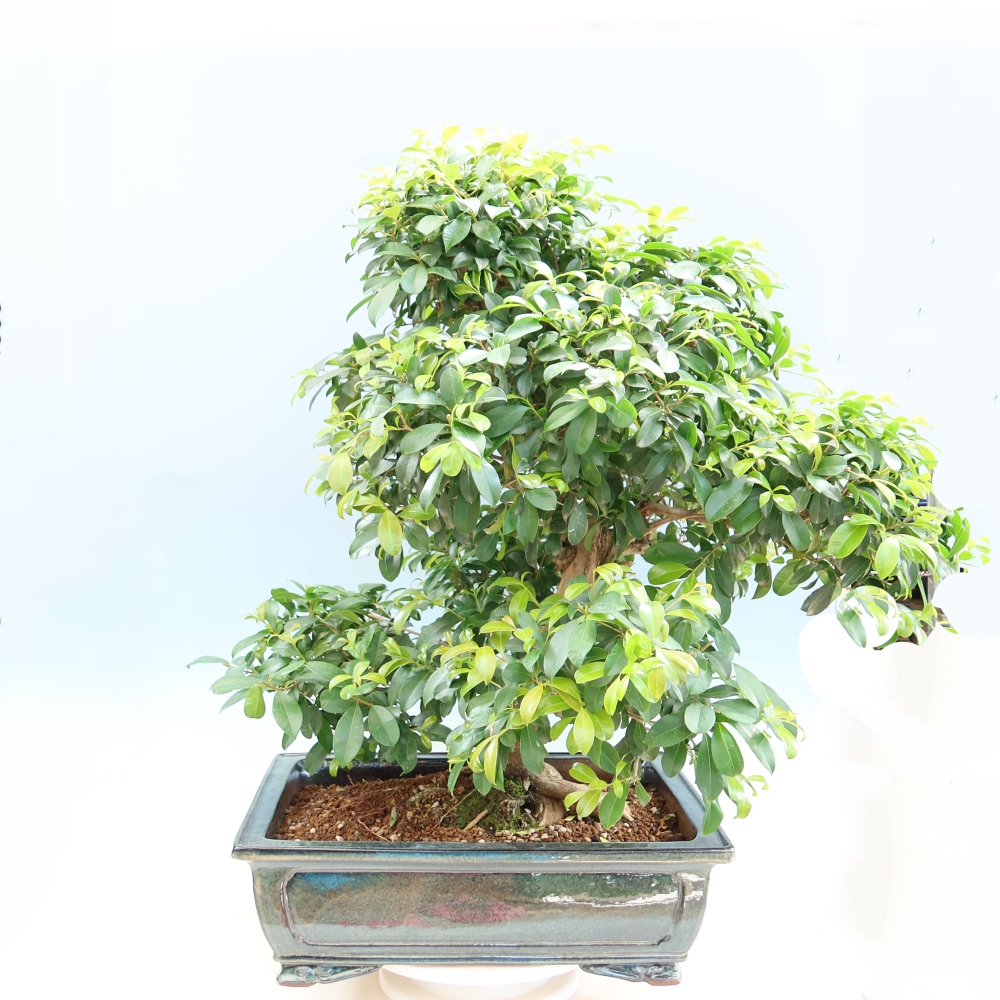 Camera bonsai - Ciliegio australiano - Eugenia uniflora