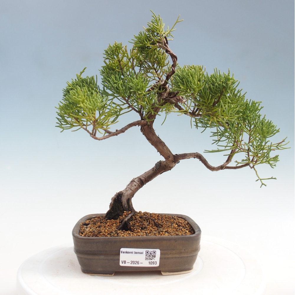 Bonsai da esterno - Juniperus chinensis Kishu