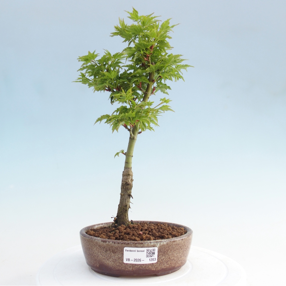 Bonsai da esterno -Palma di Giava Acer palmatum Shishigashira