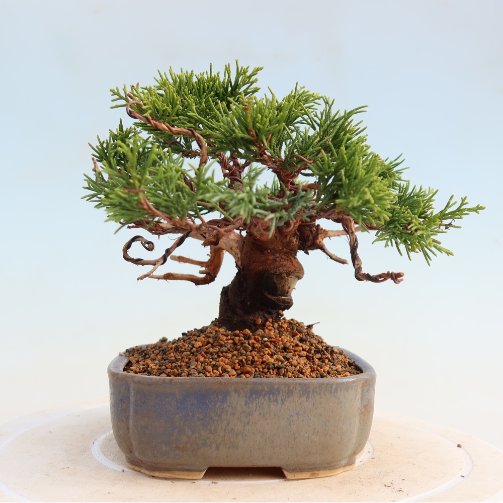 Bonsai da esterno - Juniperus chinensis Itoigawa