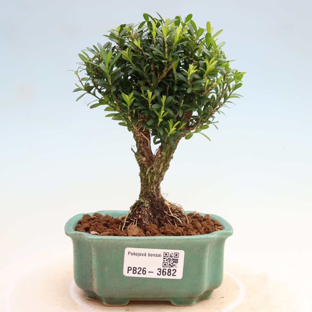 Camera bonsai - Buxus harlandii - buxus da sughero