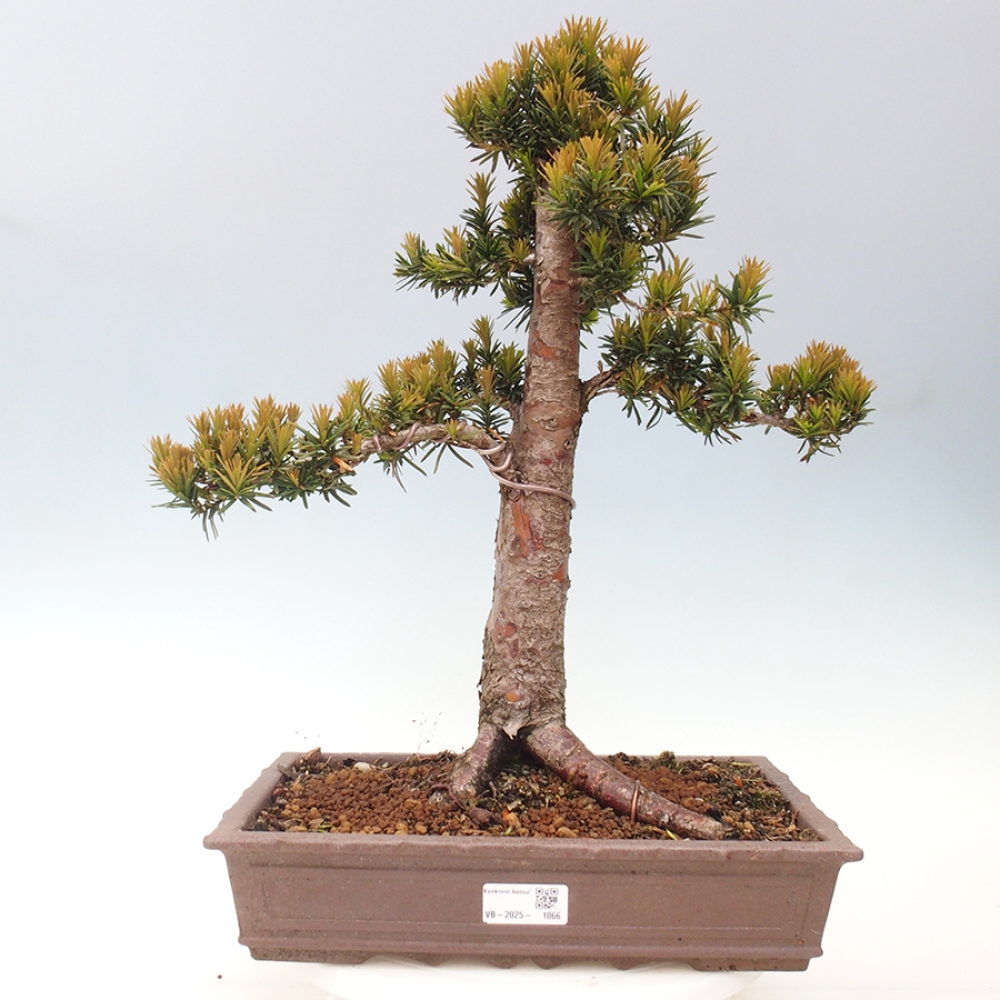 Bonsai da esterno - Taxus cuspidata - Tasso giapponese