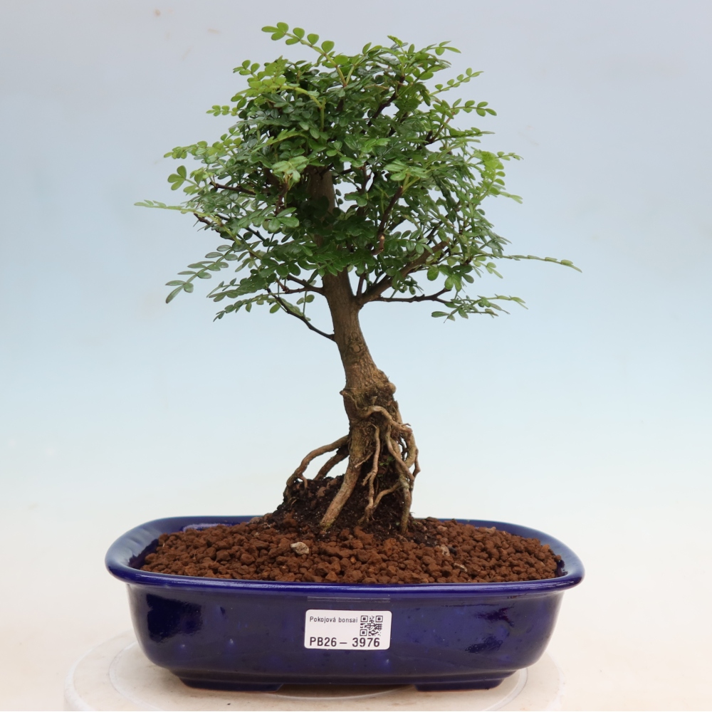 Camera bonsai - Zantoxylum piperitum - albero del pepe