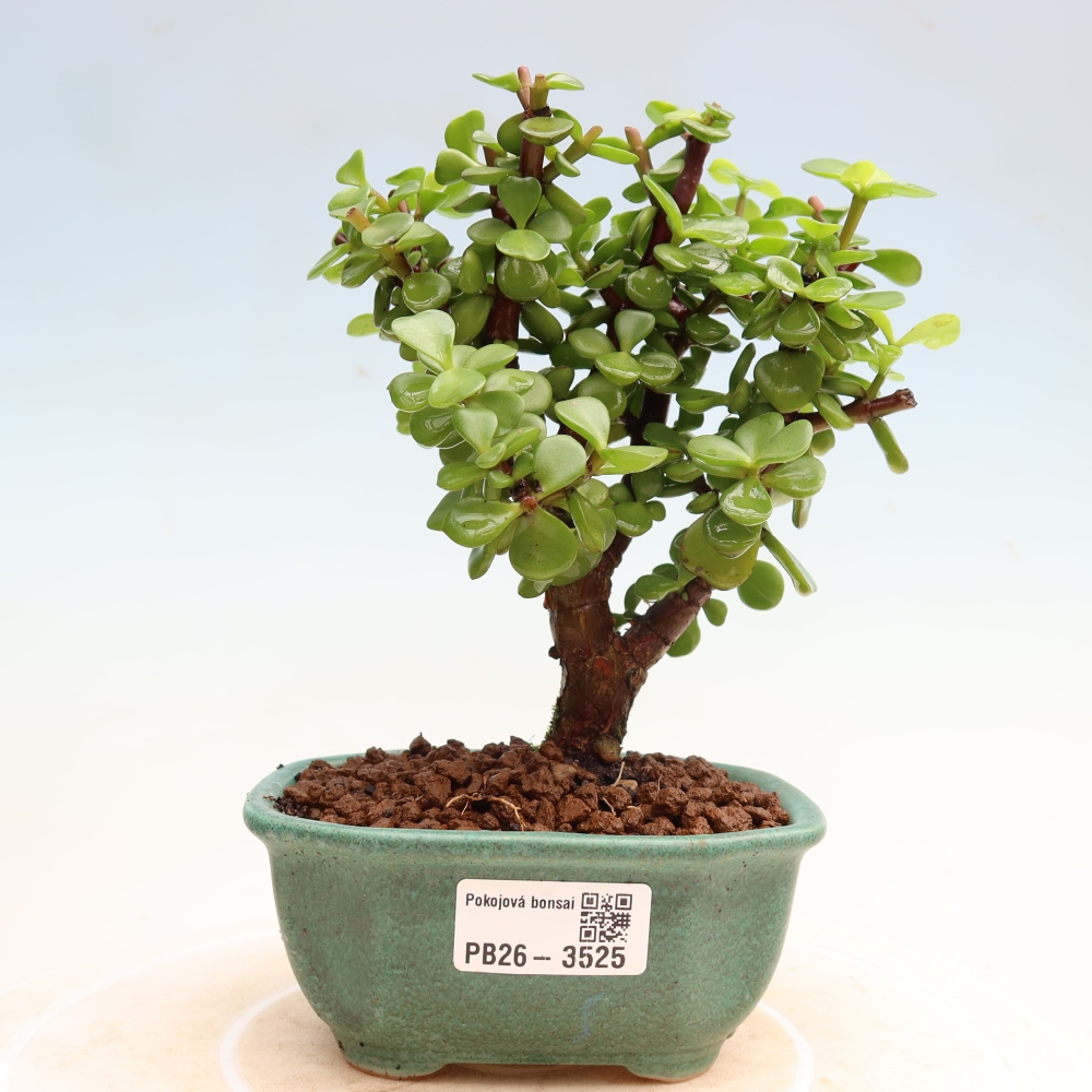 Camera bonsai - Portulakaria Afra - Tlustice