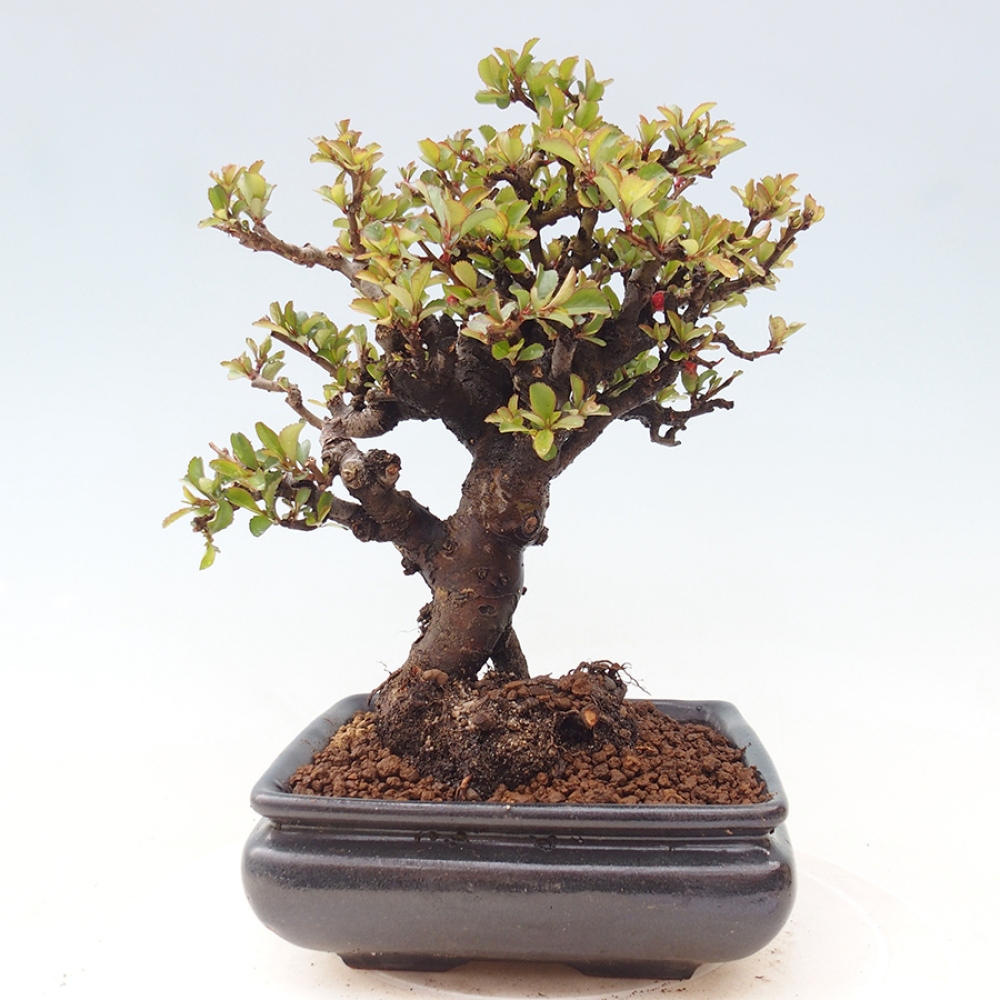 Bonsai da esterno - Chaneomeles speciosa - Cotogno