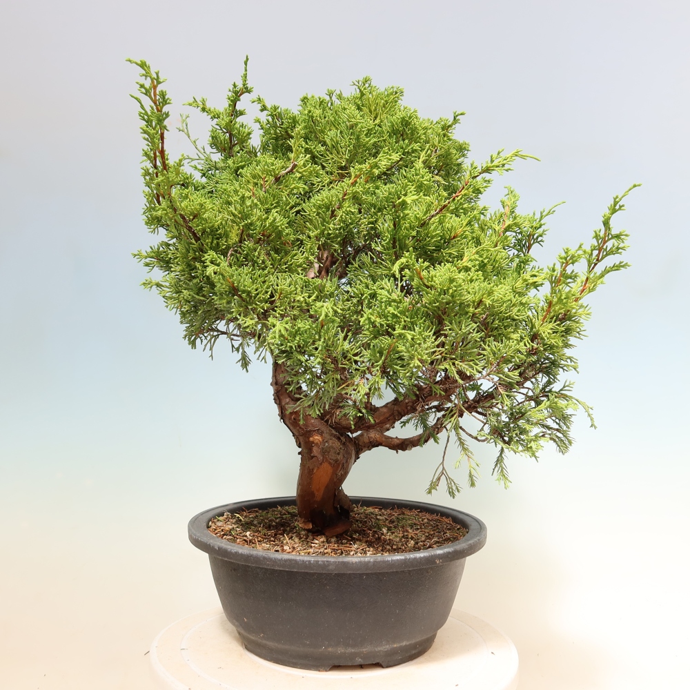 Bonsai da esterno - Juniperus chinensis Itoigawa-Juniperus chinensis