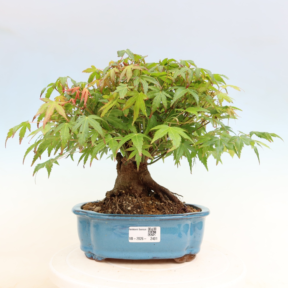 Bonsai da esterno - Acero Burger - Acer Burgerianum