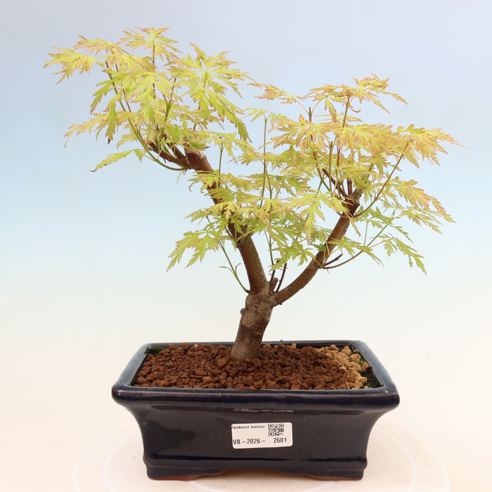 Bonsai da esterno - Acer palmatum Dissectum