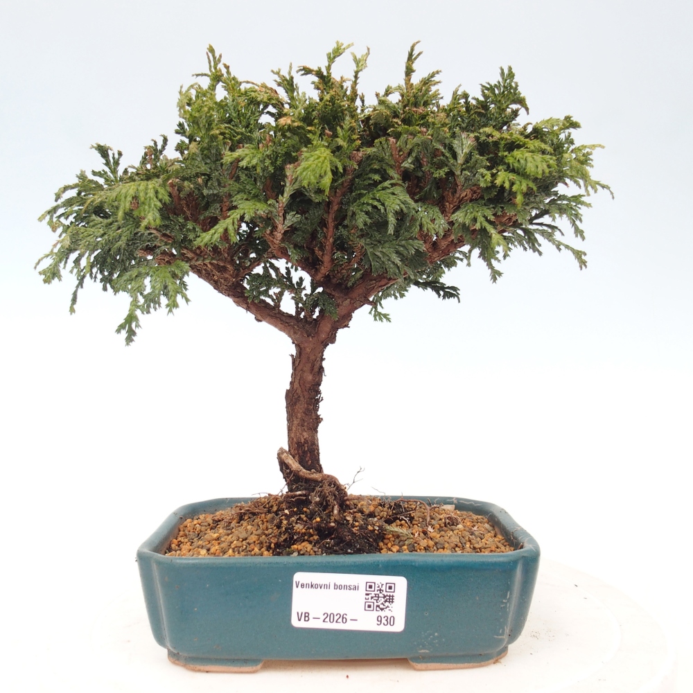 Bonsai da esterno - Cham.pis Parslori - Cipresso