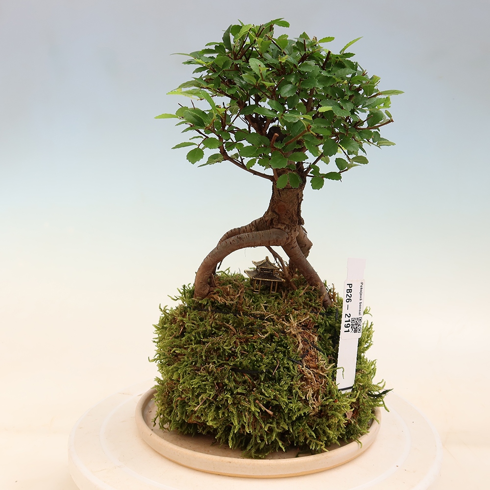 Kokedama con sottovaso - Ulmus parvifolia - olmo a foglia piccola