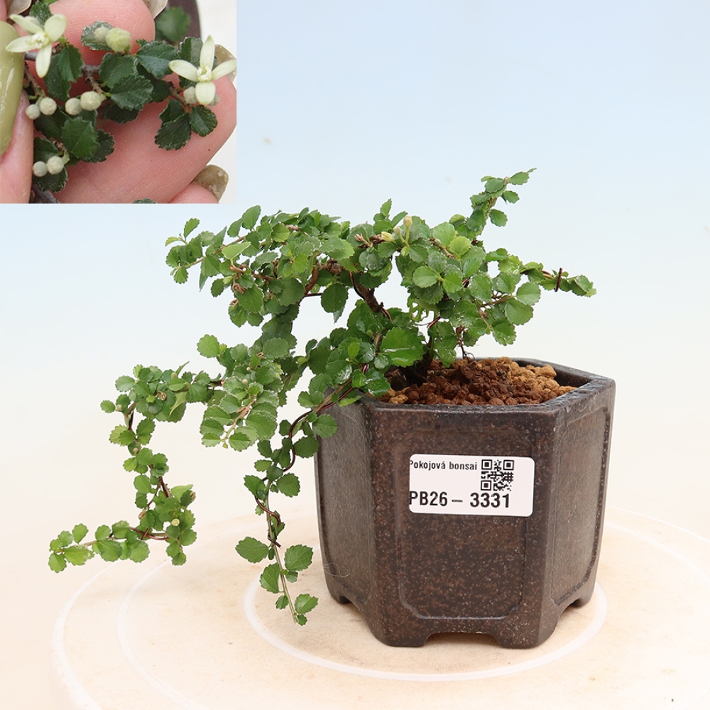 Camera bonsai - Grewia sp. - Grewia malafolia