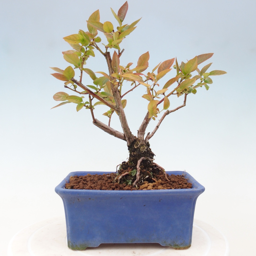 Bonsai da esterno - Mirtillo canadese - Vaccinium corymbosum