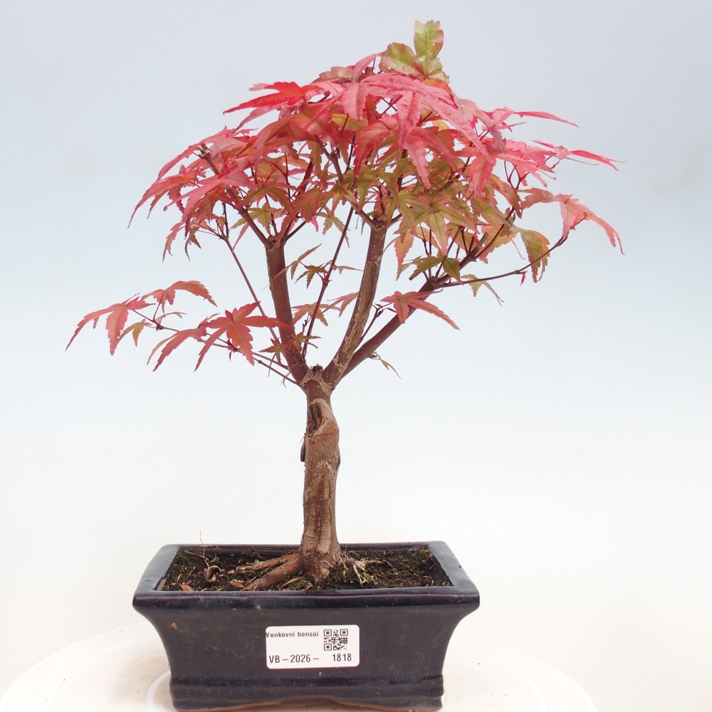 Bonsai da esterno - Acer palmatum DESHOJO
