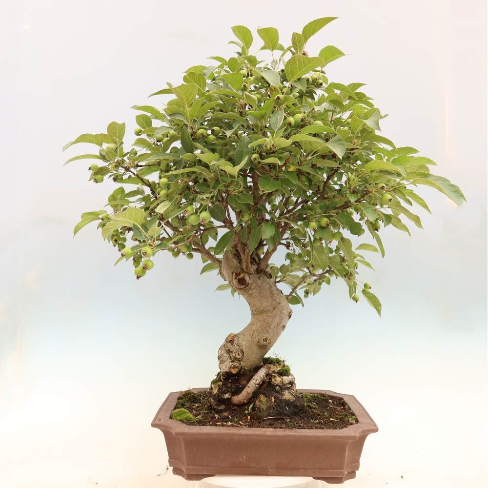 Bonsai da esterno -Malus halliana - Melo a frutto piccolo