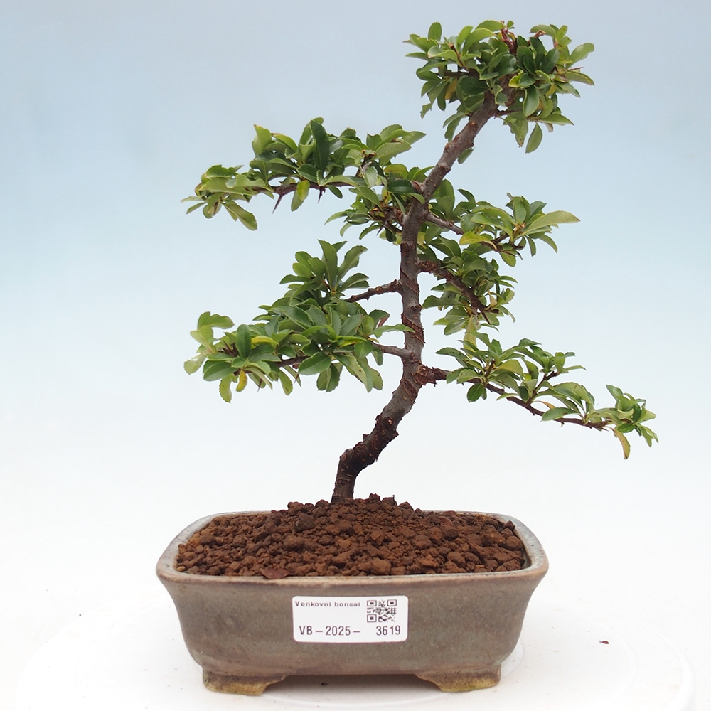 Bonsai da esterno-Pyracantha Teton -Hlox