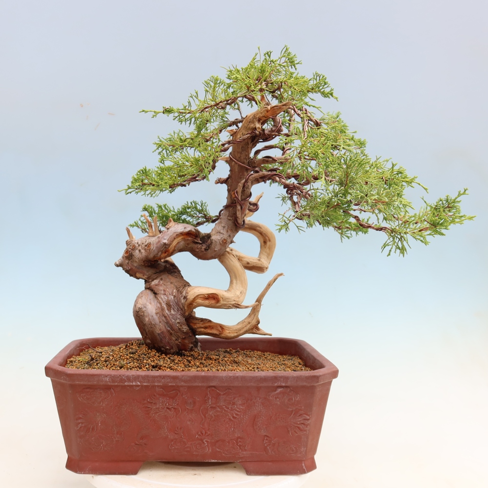 Bonsai da esterno - Juniperus chinensis Itoigawa-Juniperus chinensis