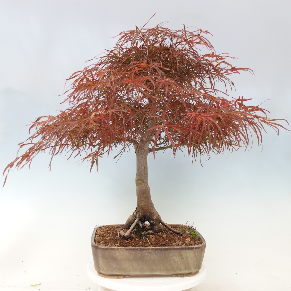Bonsai da esterno - Acer palmatum RED PYGMY