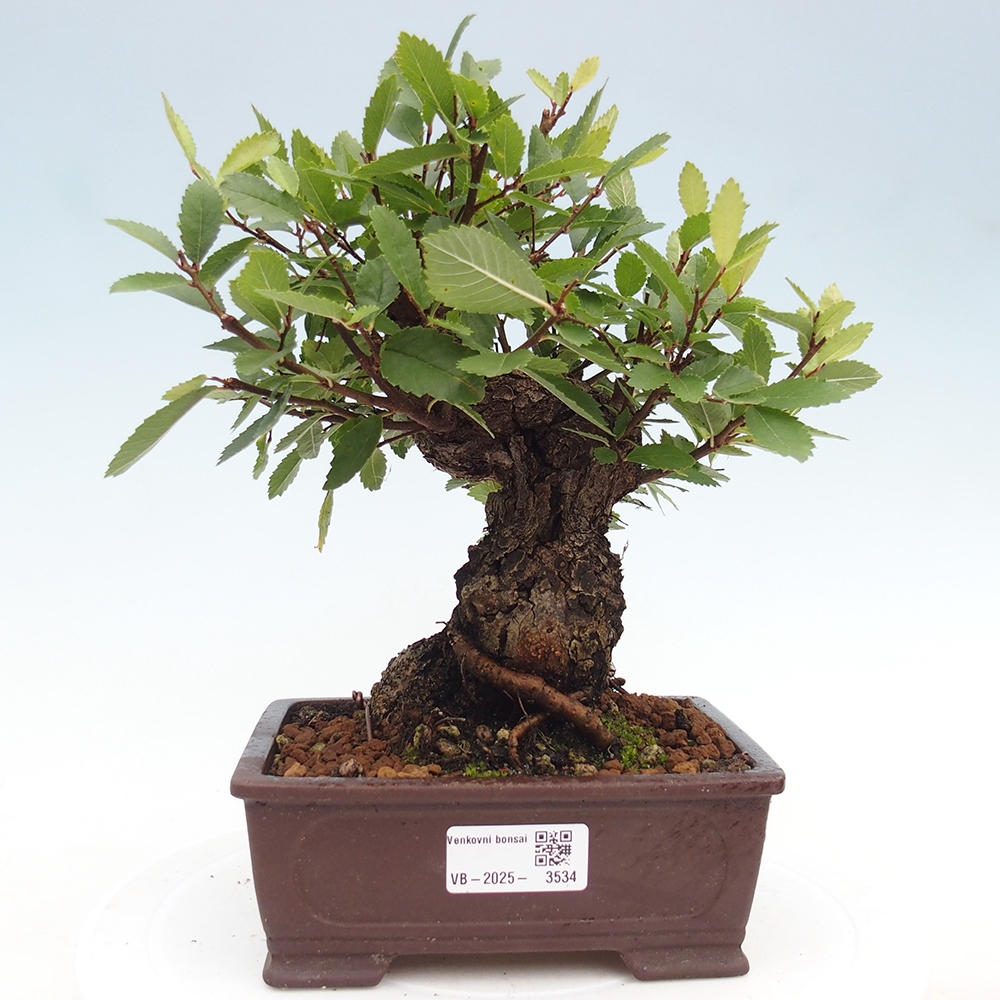 Bonsai da esterno - Zelkova - Zelkova NIRE