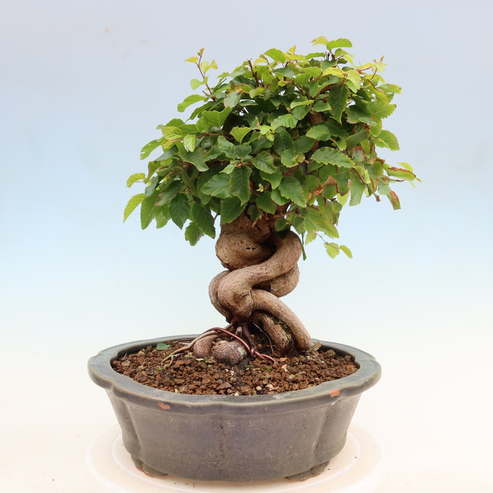 Bonsai da esterno -Carpinus Coreana - Carpino coreano