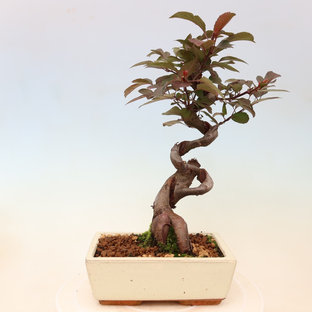Bonsai da esterno -Malus domestica - Melo a piccoli frutti a foglie rosse