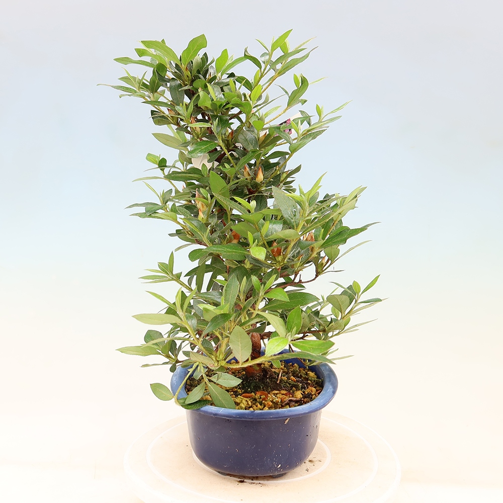 Bonsai da esterno - Azalea giapponese - Azalea Shinsei