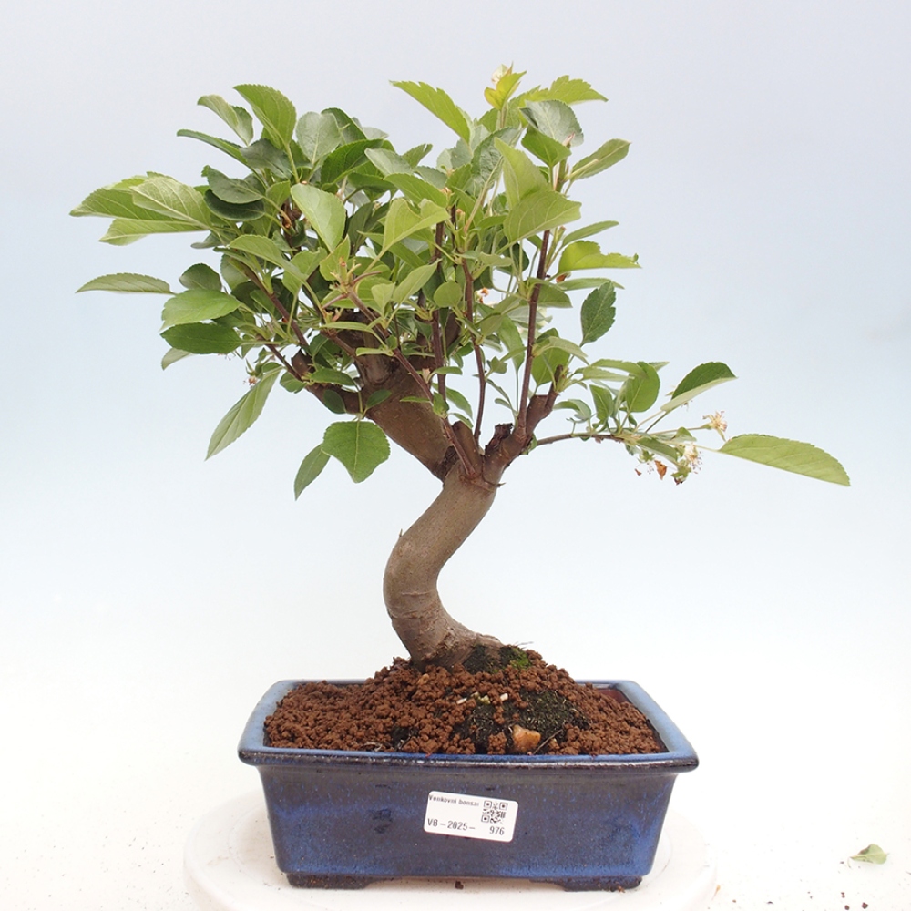 Bonsai da esterno -Malus halliana - Melo a frutto piccolo