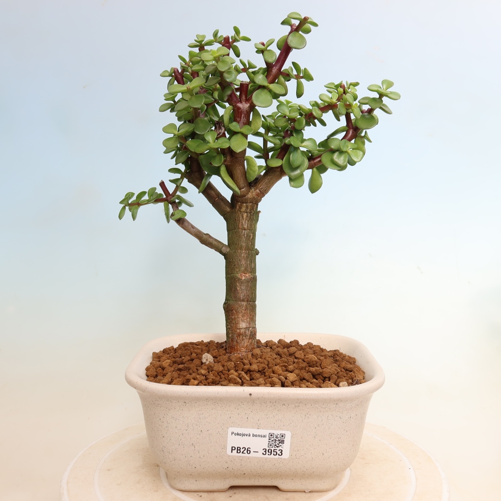 Camera bonsai - Portulakaria Afra - Tlustice
