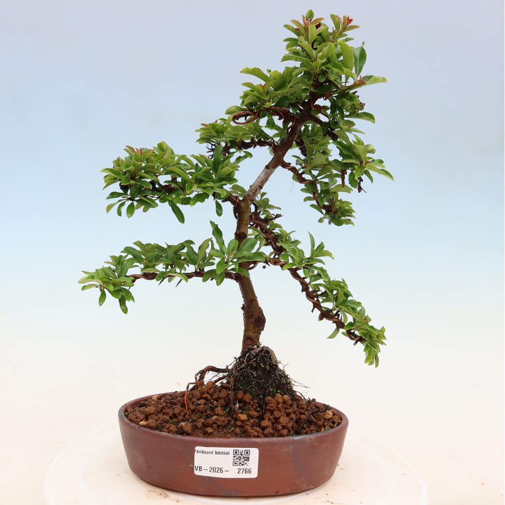 Bonsai da esterno - Pyracantha teton - Pyracantha scarlatta