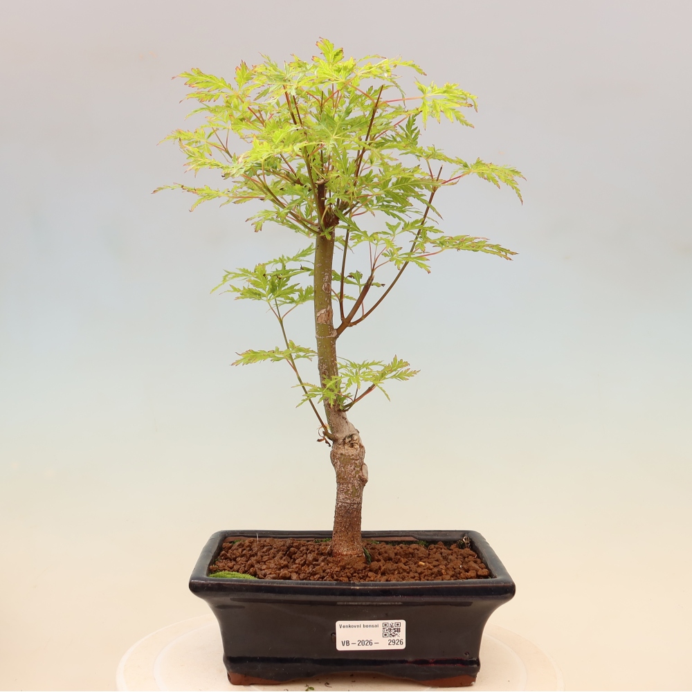 Bonsai da esterno - Acer palmatum Dissectum