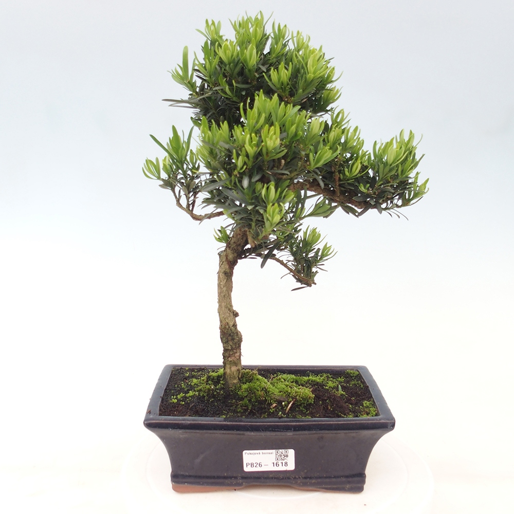 Camera bonsai - Podocarpus - Tasso delle pietre