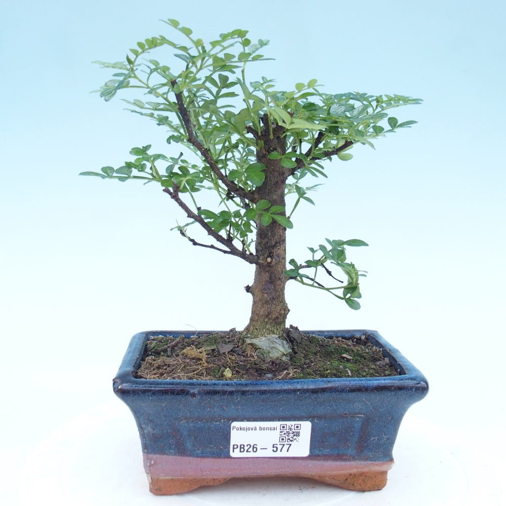 Camera bonsai - Zantoxylum piperitum - albero del pepe