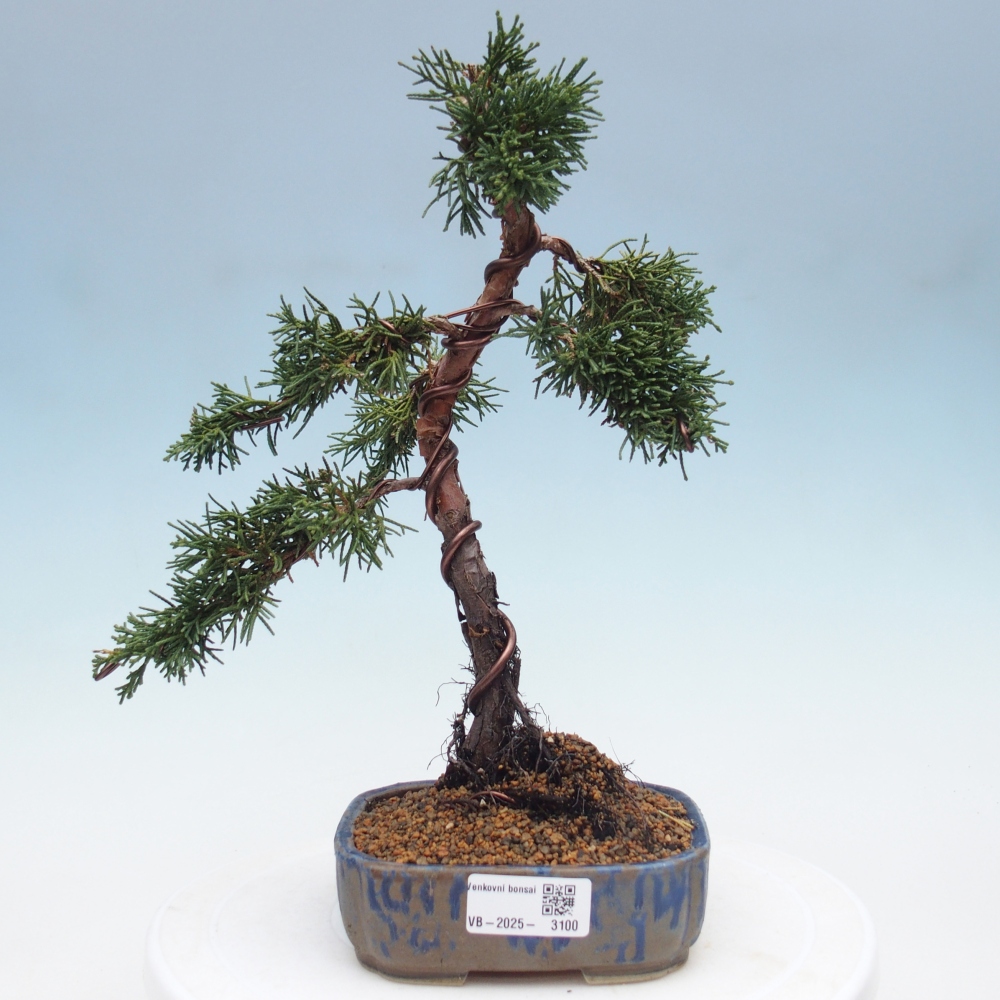 Bonsai da esterno - Juniperus chinensis Kishu