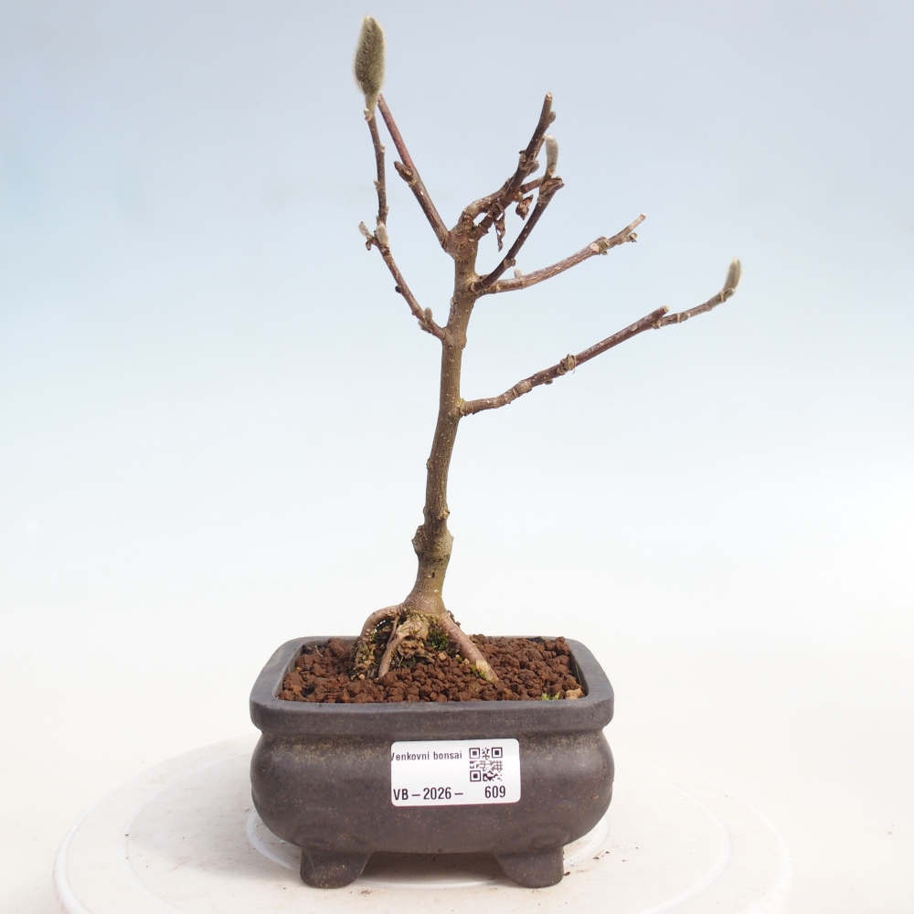 Bonsai da esterno - Magnolia stellata