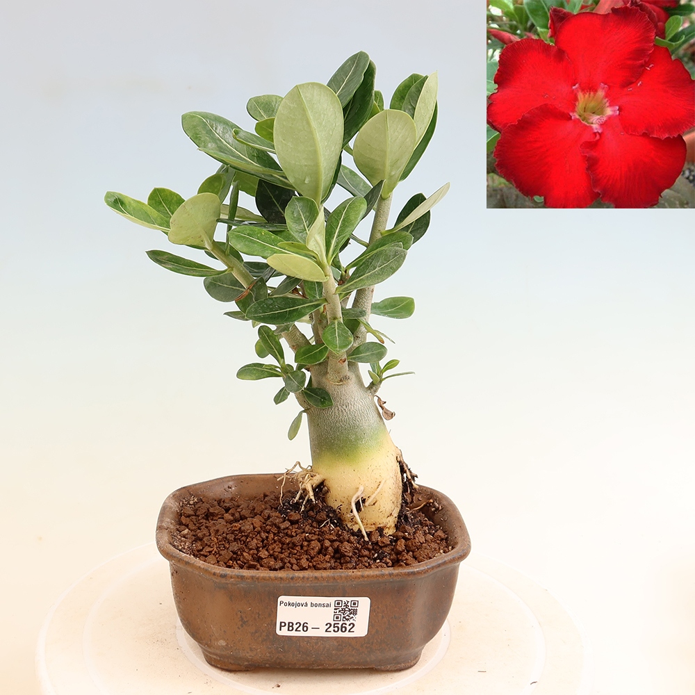 Bonsai da interno - Adenium obesum Red Star - Rosa del deserto