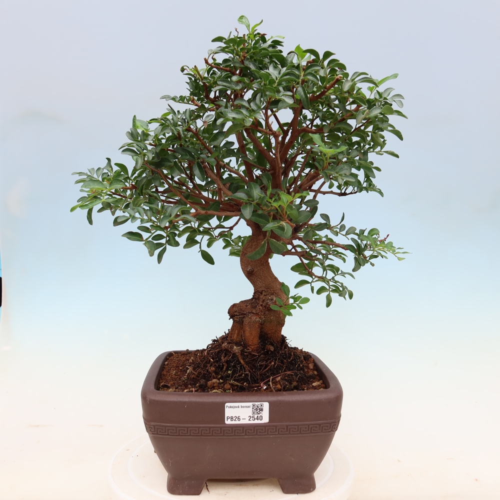 Bonsai da interno - Pistacia lentiscus - Pistacchio