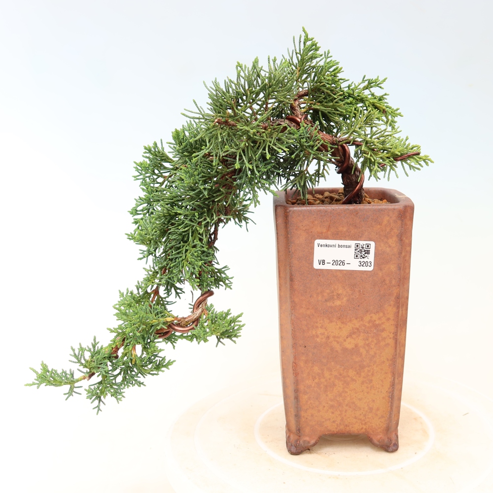 Bonsai da esterno - Juniperus chinensis Kishu