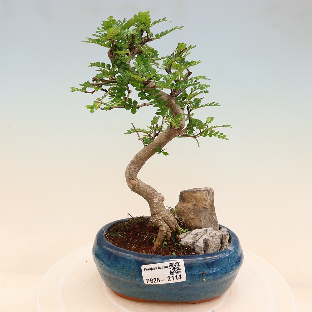 Camera bonsai - Zantoxylum piperitum - albero del pepe