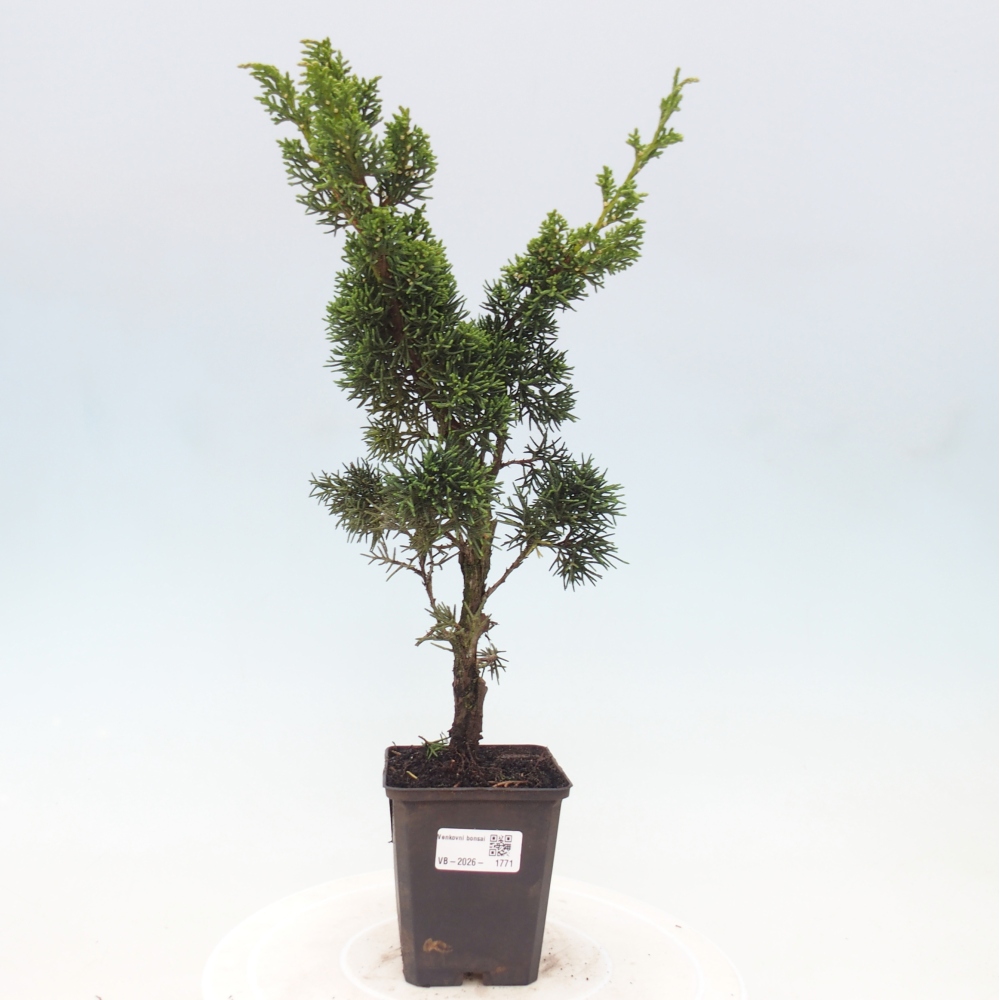 Bonsai da esterno - Juniperus chinensis Kishu