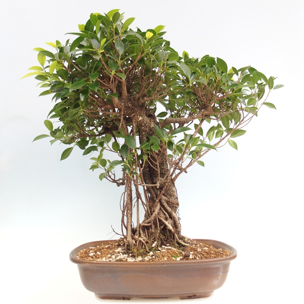 Bonsai da camera - Ficus kimmen - ficus a foglie piccole - SOLO RITIRO PERSONALE o trasporto su pallet
