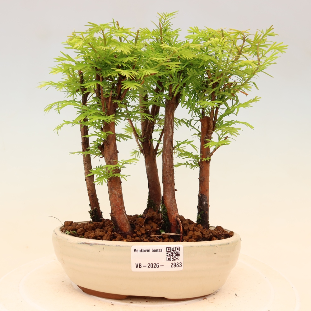 Bonsai da esterno - Metasequoia glyptostroboides - Metasequoia cinese - boschetto
