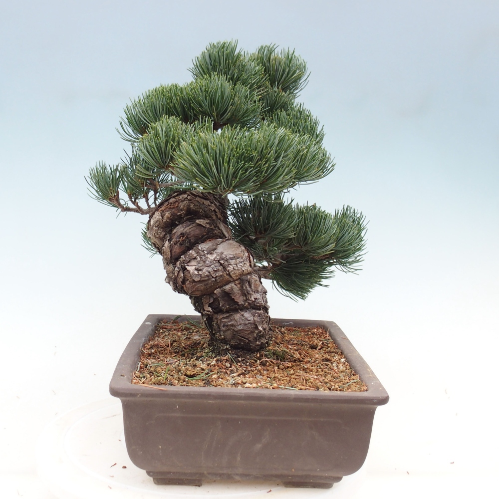 Bonsai da esterno - Pinus parviflora - Pinus parviflora