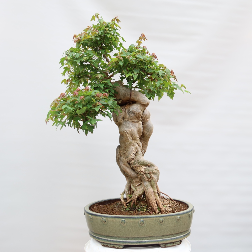Bonsai da esterno - Acero Burger - Acer Burgerianum