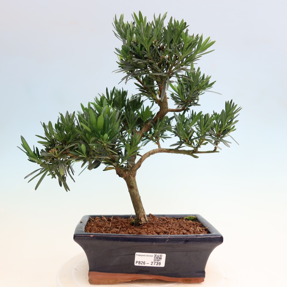 Camera bonsai - Podocarpus - Tasso delle pietre
